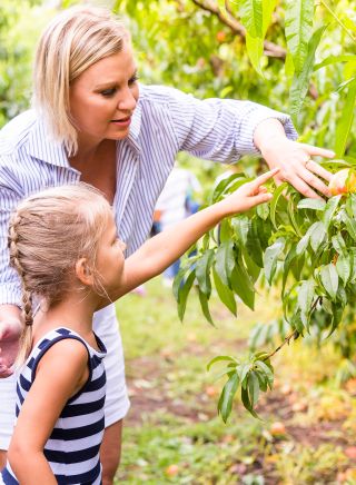 Family enjoying a day of fruit picking at Pine Crest Orchard, Bilpin