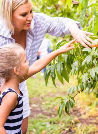 Family enjoying a day of fruit picking at Pine Crest Orchard, Bilpin