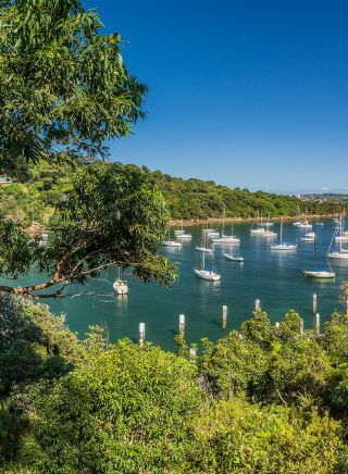 Sydney Harbour in summer at Little Sirius Cove, Mosman