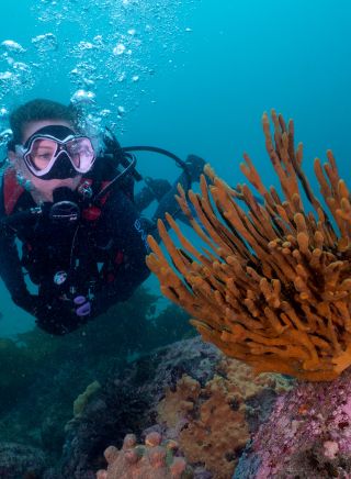A scuba diver exploring soft coral reefs, Kurnell