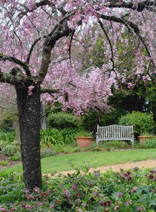 Cherry blossoms at Wildwood Garden, Bilpin