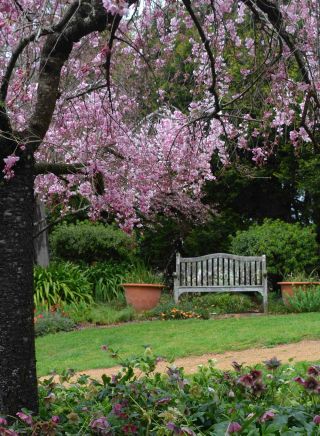 Cherry blossoms at Wildwood Garden, Bilpin