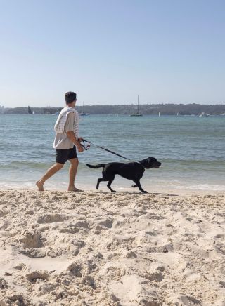 Man walking his dog along the beach at Rose Bay Dog Beach, Rose Bay