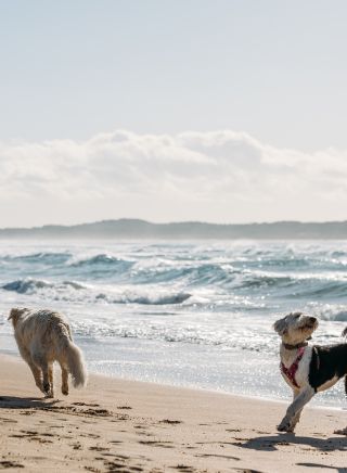 Dog on beach with man holding ball, Greenhills Beach, Cronulla - Credit: Sutherland Shire Council