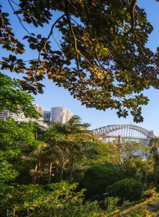Harbour bridge view and lush green trees