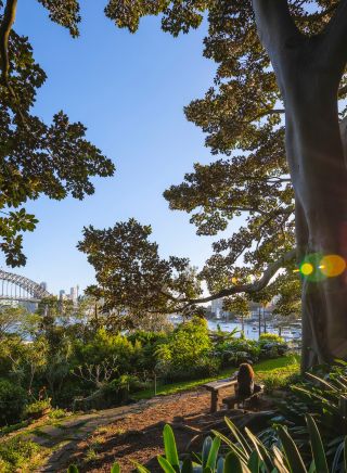Harbour bridge view and lush green trees