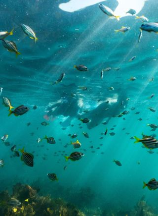 Snorkelling at Shelly Beach, Manly