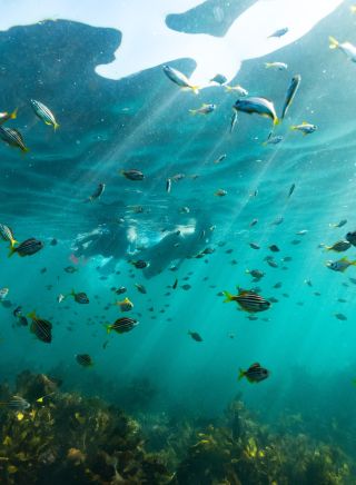 Snorkelling at Shelly Beach, Manly