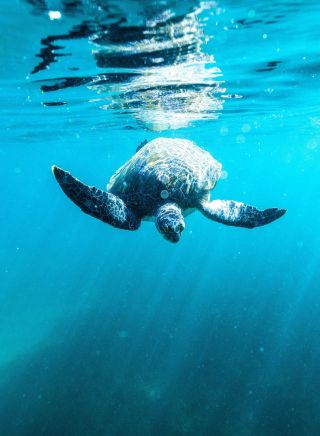 Sea turtles and other wildlife spotted in the waters , Snorkelling Shelly Beach, Manly