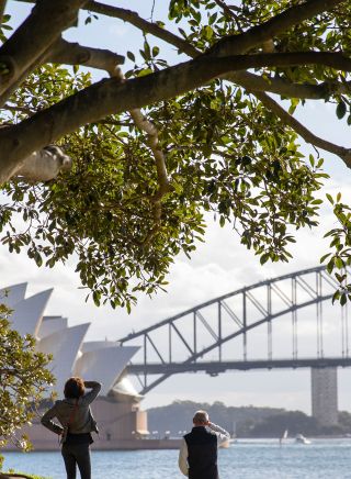 Couple looking out to the view, The Royal Botanic Garden, Sydney 