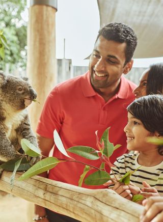 Family get up close to Koalas , Sydney Zoo, Eastern Creek