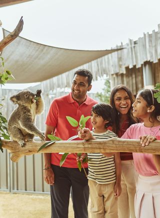 Family get up close to Koalas, Sydney Zoo, Eastern Creek