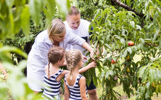 Family enjoying a day of fruit picking at Pine Crest Orchard - Bilpin - Sydney