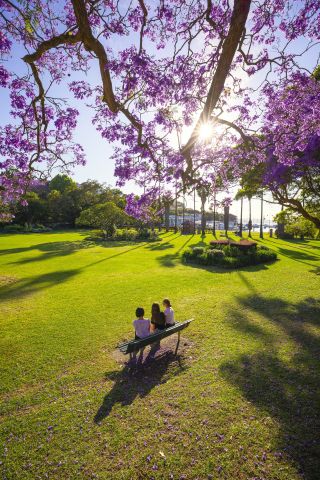 Jacaranda trees in full bloom in Milson Park, Kirribilli