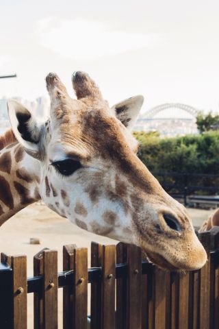 Curious giraffes peering over their enclosure at Taronga Zoo, Mosman