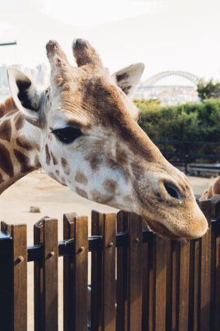 Taronga Zoo