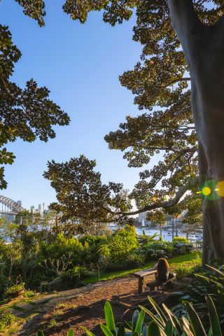 Harbour bridge view and lush green trees
