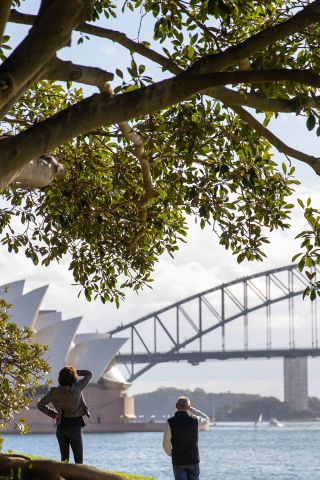 Couple looking out to the view, The Royal Botanic Garden, Sydney 
