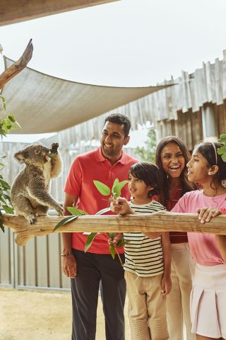 Family get up close to Koalas, Sydney Zoo, Eastern Creek