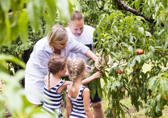 Family enjoying a day of fruit picking at Pine Crest Orchard - Bilpin - Sydney