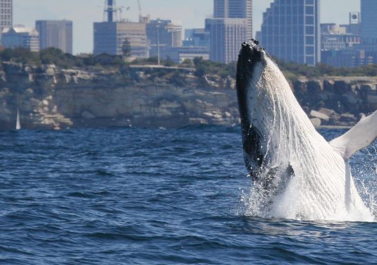 Whale Watching in Sydney