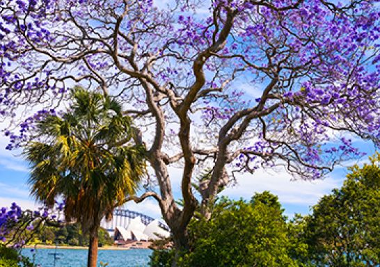 Jacarandas in the Royal Botanic Garden