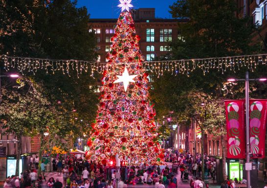 The Martin Place Christmas tree illuminated by lights