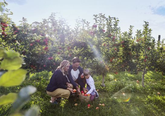 Family apple picking at Shields Orchard - Bilpin