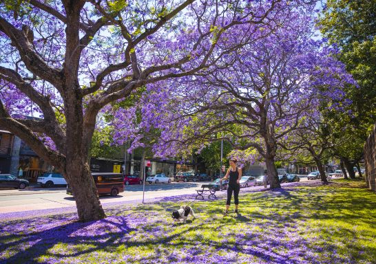 Jacaranda's in Paddington