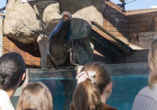 Seal show at Sydney Taronga Zoo