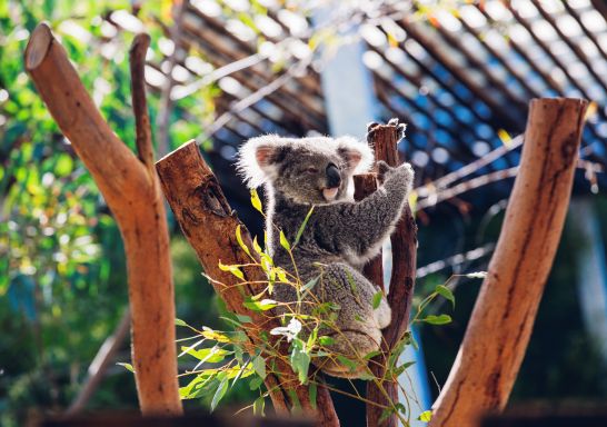 Cuddly koala resting in its tree at Taronga Zoo, Sydney