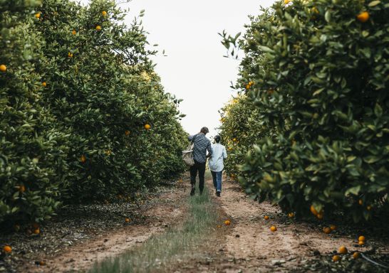 Glendale Citrus and Hazelnut Orchard Tour - Sandigo in the Riverina