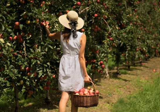Woman collecting apples at Glenbernie Orchard, Darkes Forest, South Coast