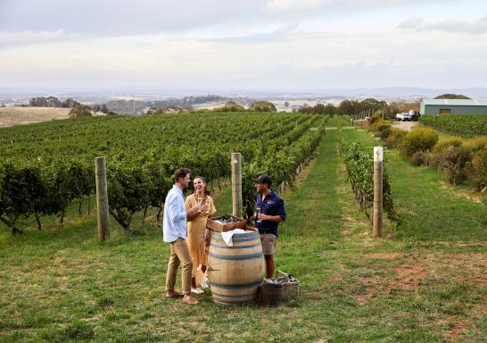 Couple enjoying Swift Sparkling Wine and oysters with scenic views across Printhie Wines vineyard in Molong, near Orange