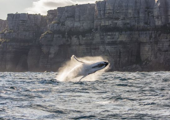 Whale Watching in NSW