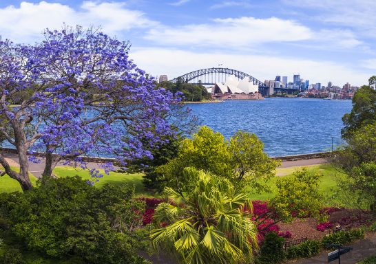 Jacaranda trees in full bloom in Royal Botanic Garden Sydney