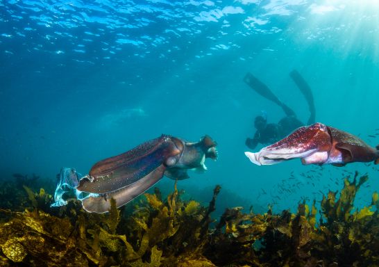 Giant cuttlefish and snorkeler at Shelly Beach - Credit: Pete McGee