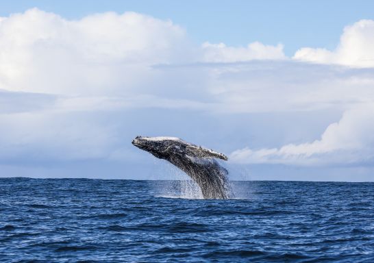 Humpback whale spotted breaching the waters in Jervis Bay during a swimming with whales tour with Dive Jervis Bay