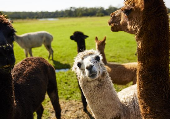 Resident alpacas at Iris Lodge Alpacas, Jilliby 