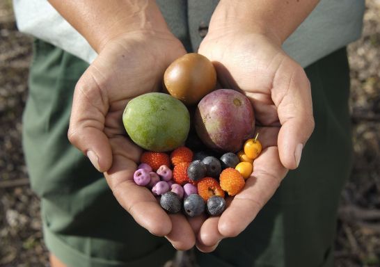 Aboriginal Bush Tucker Tour at The Royal Botanic Garden,  Sydney City