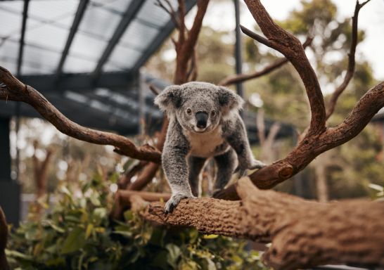 Resident koala at Taronga Zoo, Mosman