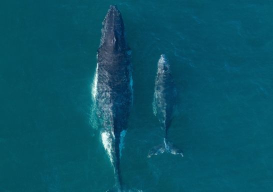 Mother and calf whales spotted along the Sydney coastline, Bondi Beach
