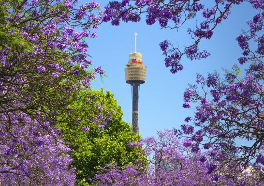 Sydney Tower Eye