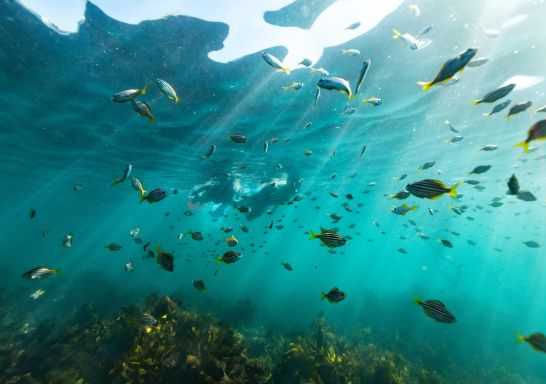 Snorkelling at Shelly Beach, Manly