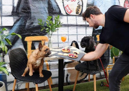 Two small dogs being served doggy treats by a waiter at Honkas Bar & Eats, Potts Point - Credit: Honkas Bar & Eats